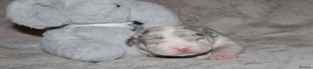 American Bully Puppy 4