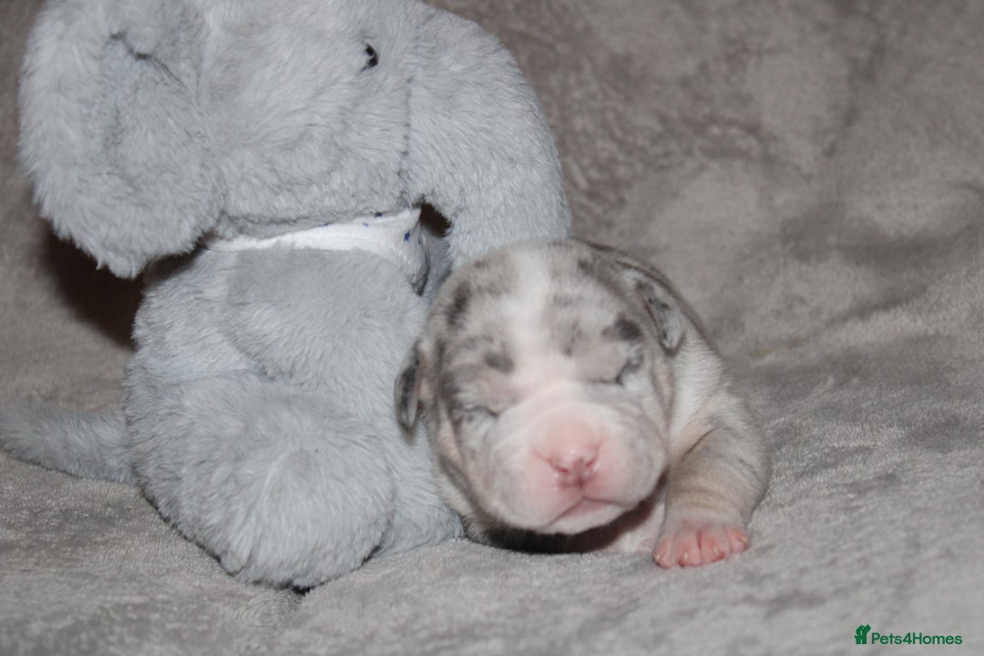 American Bully dogs for sale: 🔥🔥American bully pups 🔥🔥 - Image 7