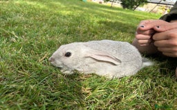 New Zealand rabbits for sale: New Zealand X Harlequin Rabbits- Mixed Litter of 6 - Image 2