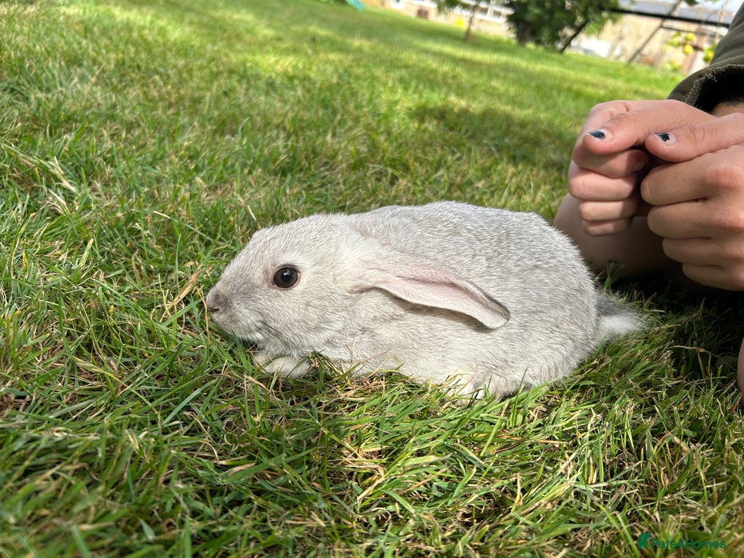 New Zealand rabbits for sale: New Zealand X Harlequin Rabbits- Mixed Litter of 6 - Image 2