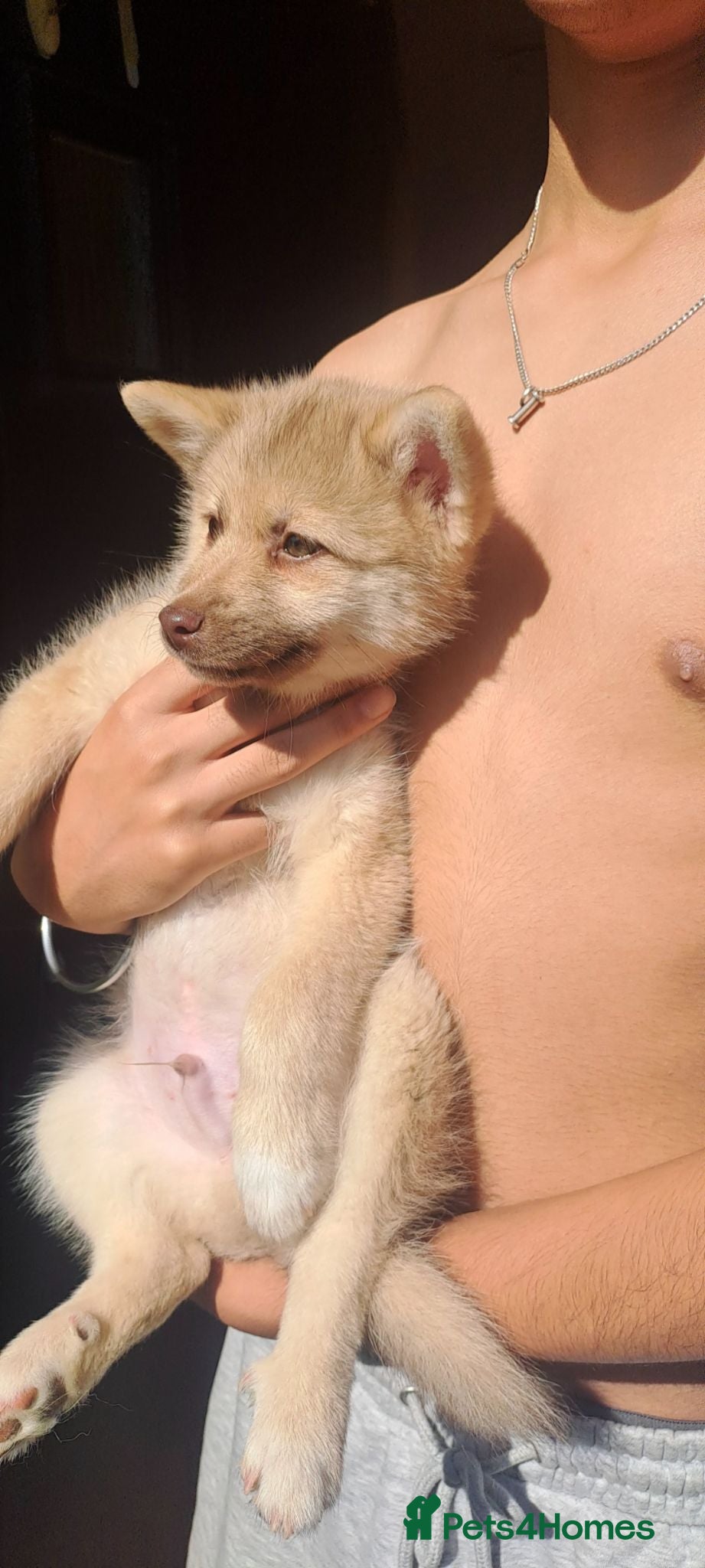 Pomsky dogs Reduced, fully vaccinated, house trained 2 boys  - Advert 2