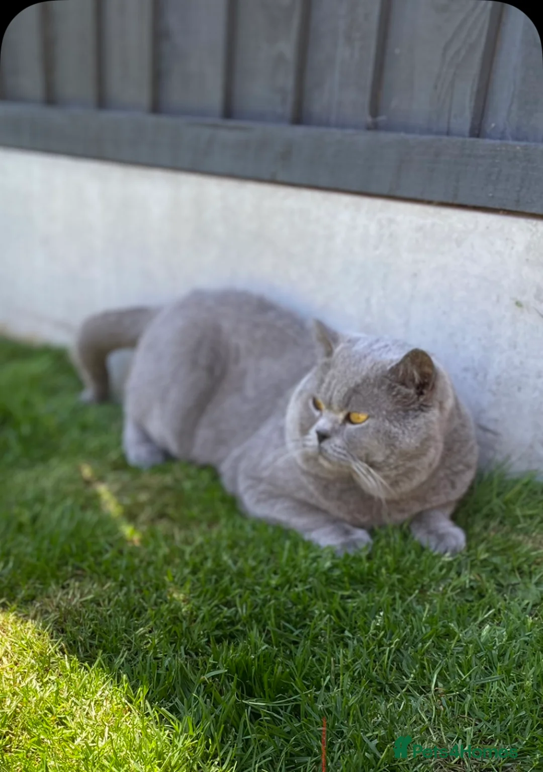 British Shorthair cats for stud: 💙 Blue Fawn Cinnamon STUD EAST MIDLANDS 💙 in Derby - Advert 2