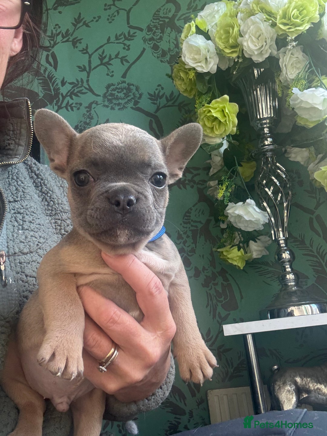 French Bulldog dogs for sale: Last girl left  - Advert 15