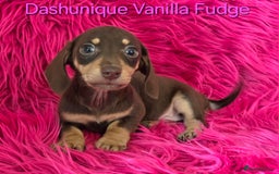 Miniature Dachshund dogs for sale: Rainbow Litter KC REG mini Daxi  - Image 12