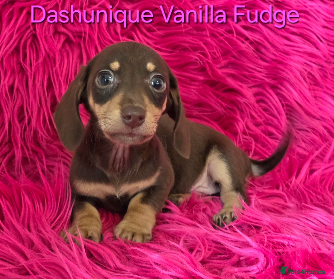 Miniature Dachshund dogs for sale: Rainbow Litter KC REG mini Daxi  - Image 12
