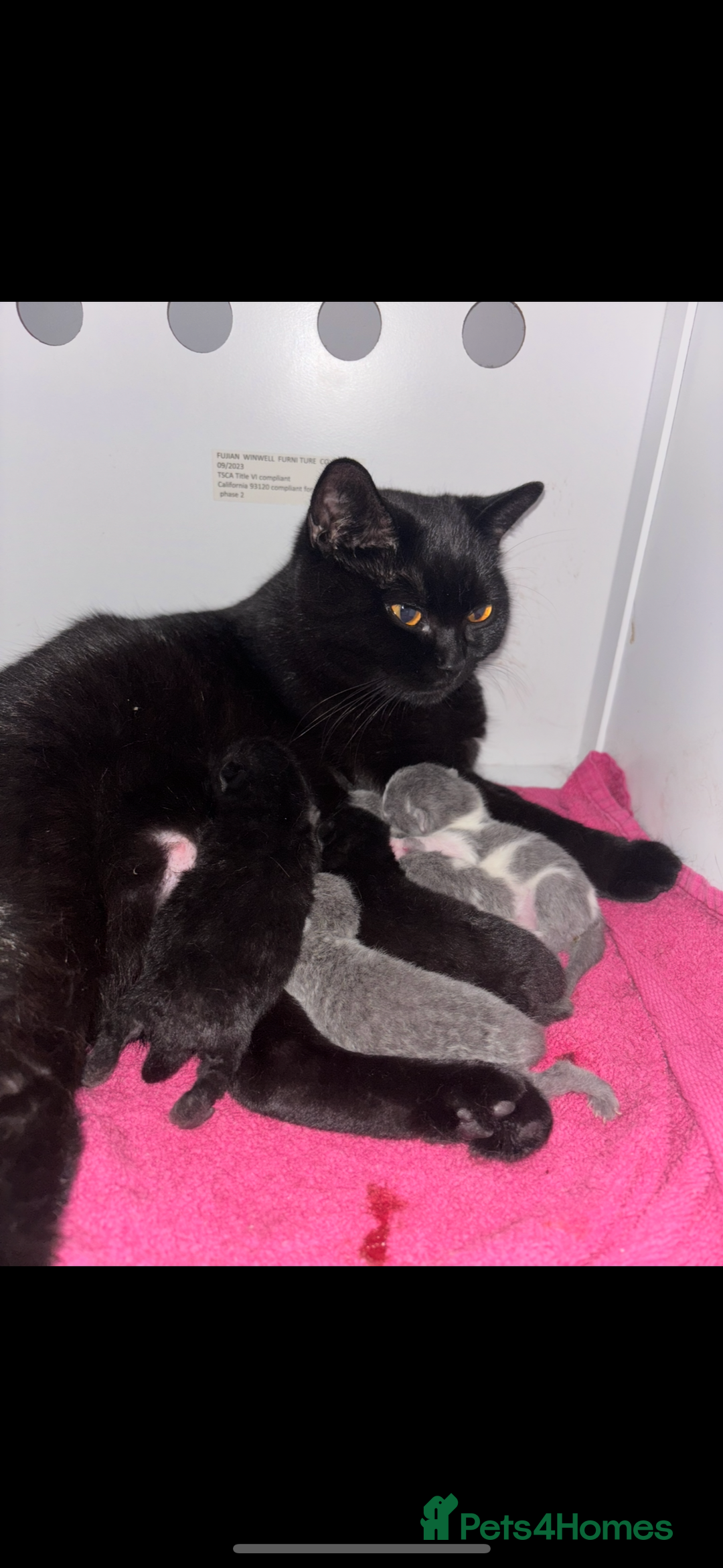 British Shorthair cats for sale: Only 2 rare Black British Shorthair kittens left  - Image 8