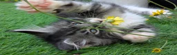 Maine Coon cats for sale: Champion Sired Maine Coon Kittens  TICA Registered - Advert 12