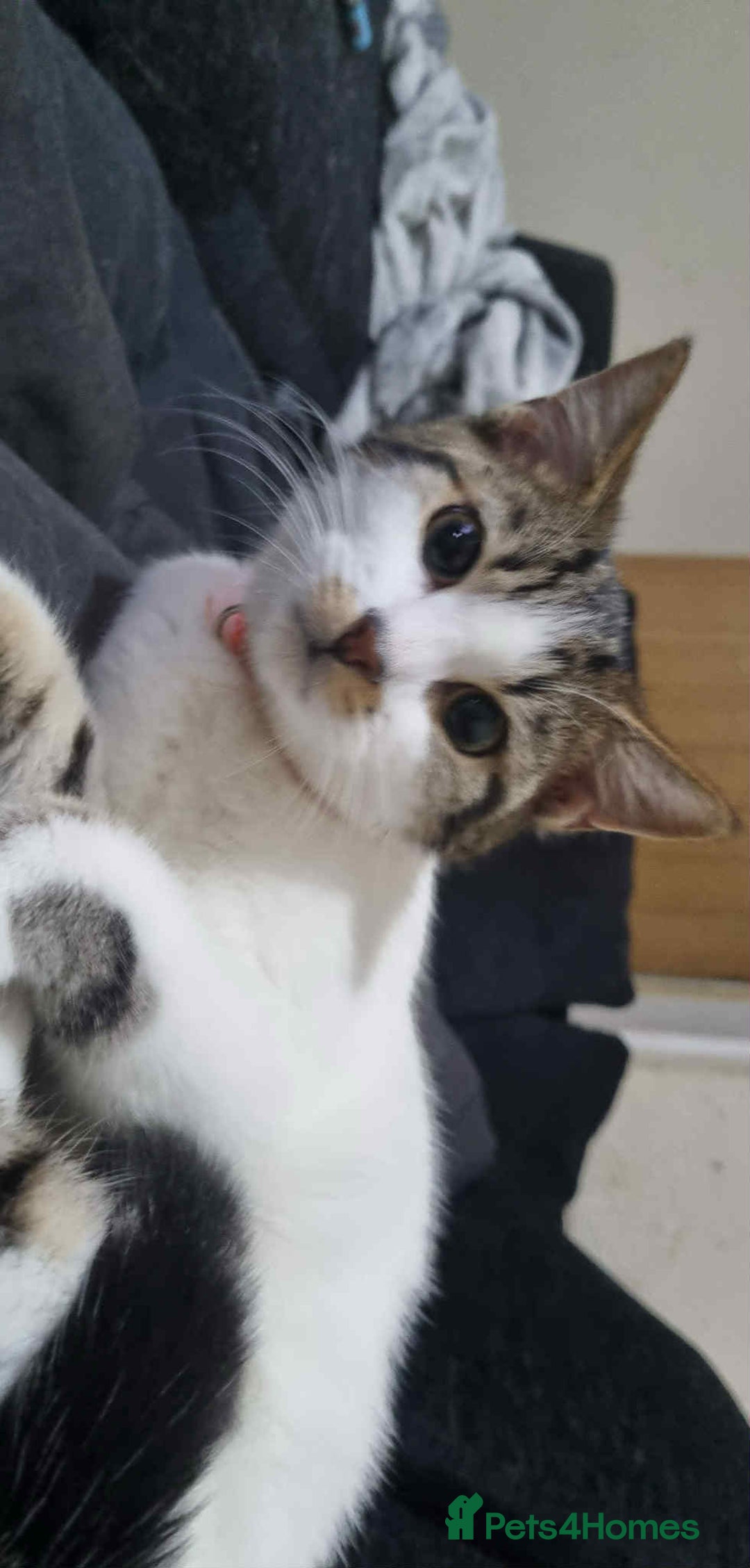 Domestic Shorthair cats for sale: Domestic shorthair tabbys  - Advert 1