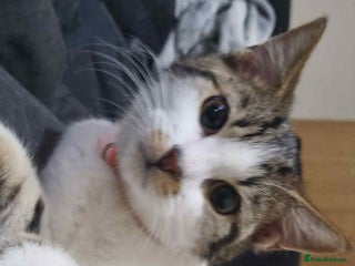 Domestic Shorthair cats Domestic shorthair tabbys - Advert 1