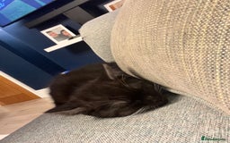 Persian cats for sale: 😻 x2 Male Chinchilla Persians 😻 - Image 5