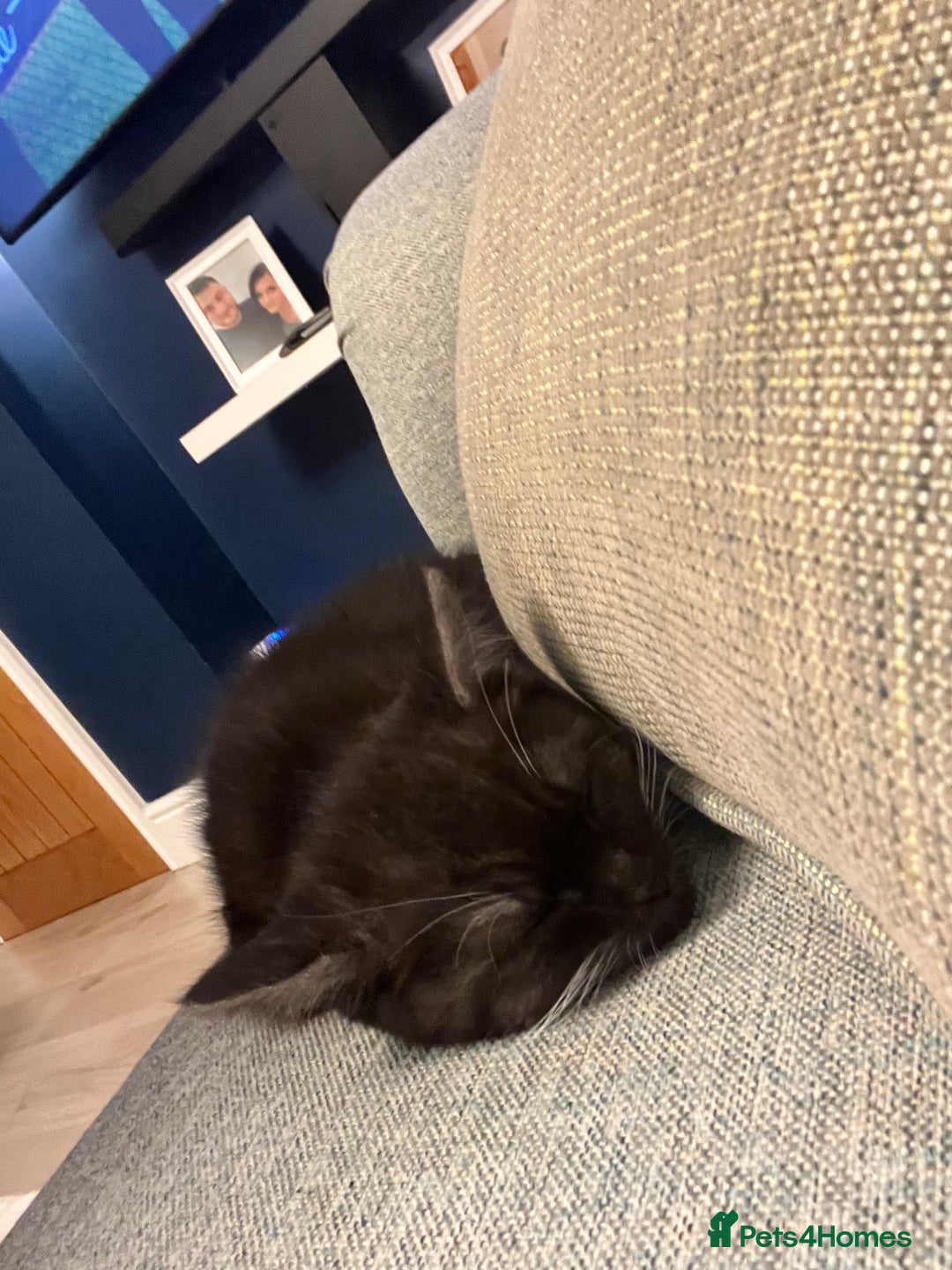 Persian cats for sale: 😻 x2 Male Chinchilla Persians 😻 - Image 5