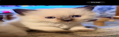Ragdoll 2 