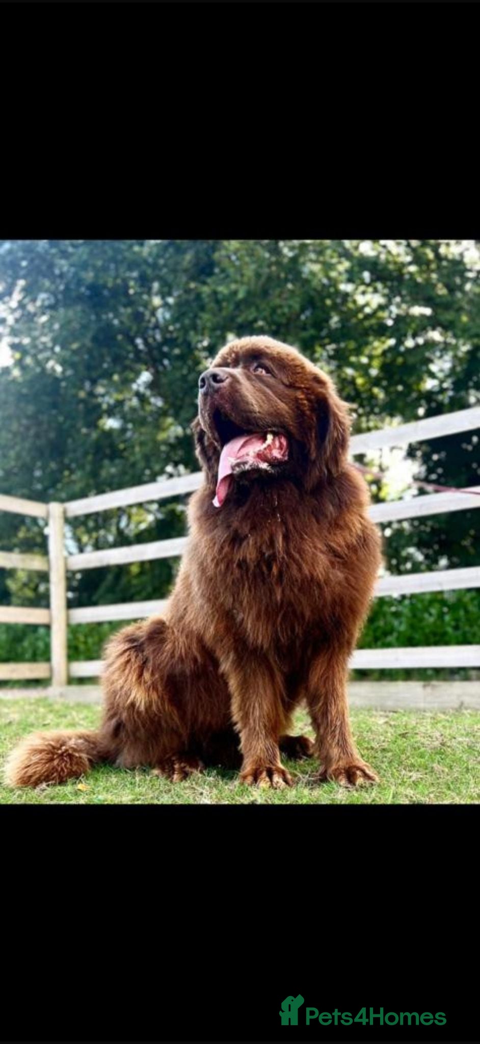 Newfoundland dogs 💙‘Maximus’ by name ‘Maximus’ by nature 💙 - Advert 3