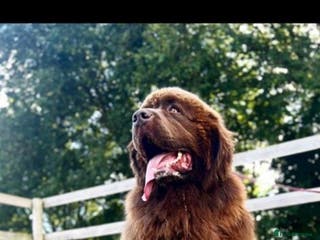 Newfoundland dogs 💙‘Maximus’ by name ‘Maximus’ by nature 💙 - Advert 3