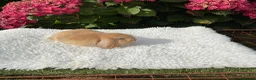 Mini Lop rabbits for sale: Pure bred mini lops baby rabbits . - Advert 10