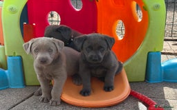 Labrador Retriever dogs for sale: Beautiful Silver & Charcoal KC Labs - Image 20
