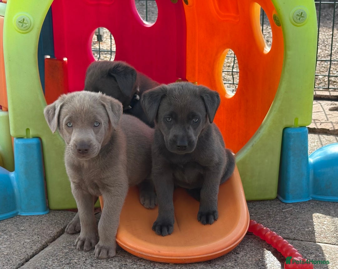 Labrador Retriever dogs for sale: Beautiful Silver & Charcoal KC Labs - Image 20