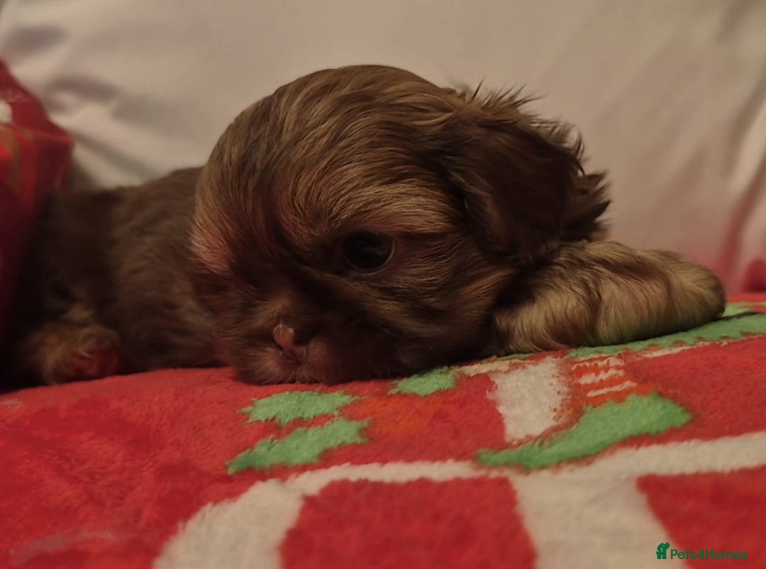 Shih Tzu dogs for sale: Imperial Shih Tzu- 1 beautiful girl❤️  - Advert 13