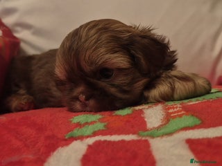 Shih Tzu dogs Imperial Shih Tzu - Advert 16