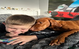Hungarian Vizsla dogs for sale: Amazing KC reg Hungarian vizsla puppies - Image 35