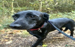 Labrador Retriever dogs for adoption: Pixie - Badersfield Norfolk  - Image 6