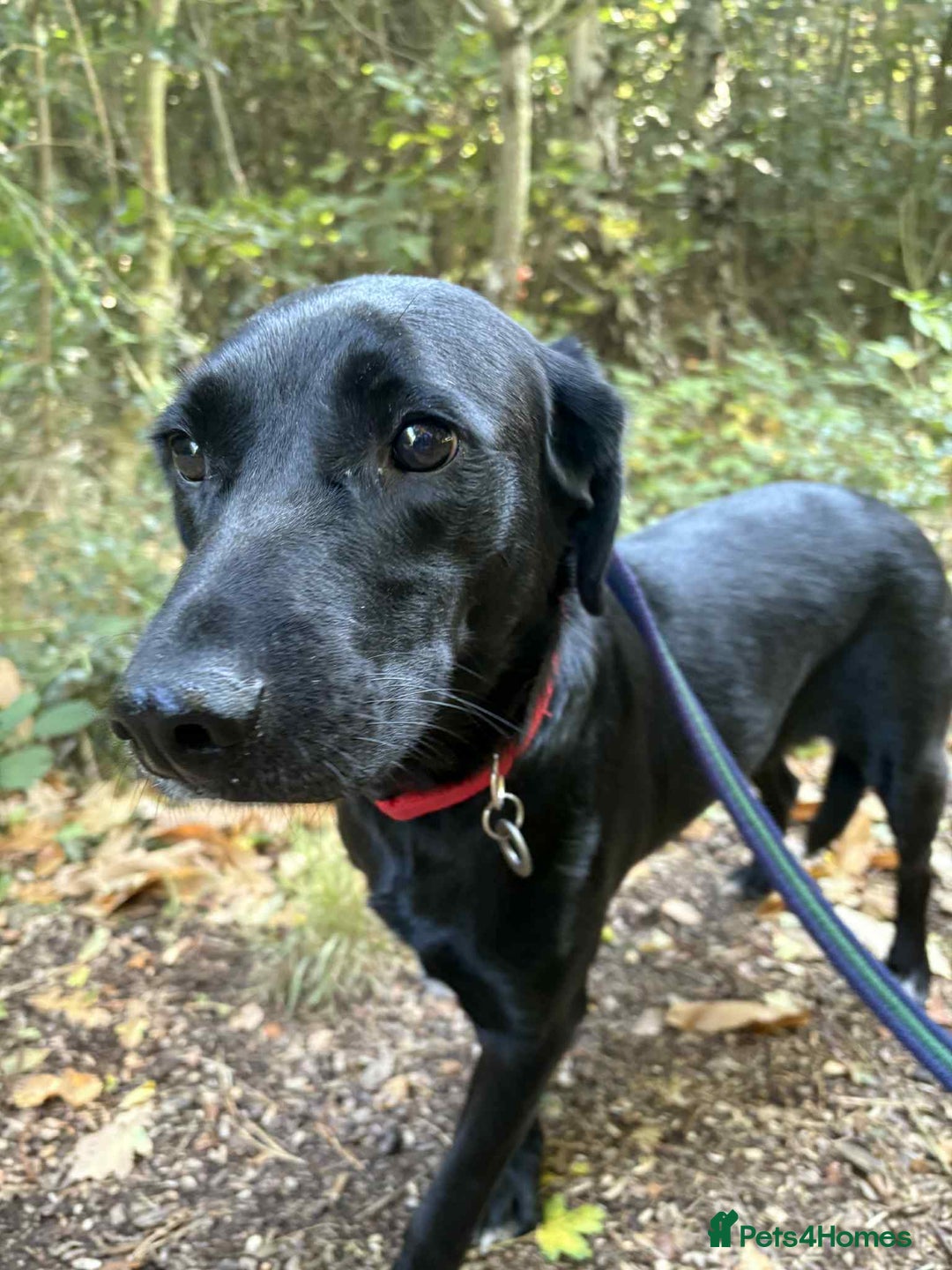 Labrador Retriever dogs for adoption: Pixie - Badersfield Norfolk  - Image 6