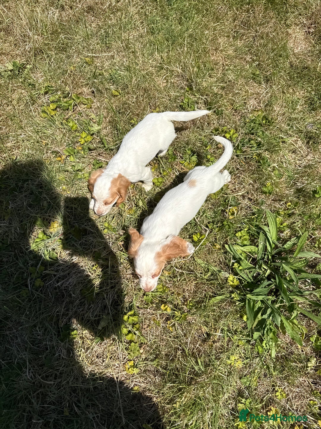 Cocker Spaniel dogs for sale: Adorable Worker Cocker Girl Puppy 🐶 - Image 32