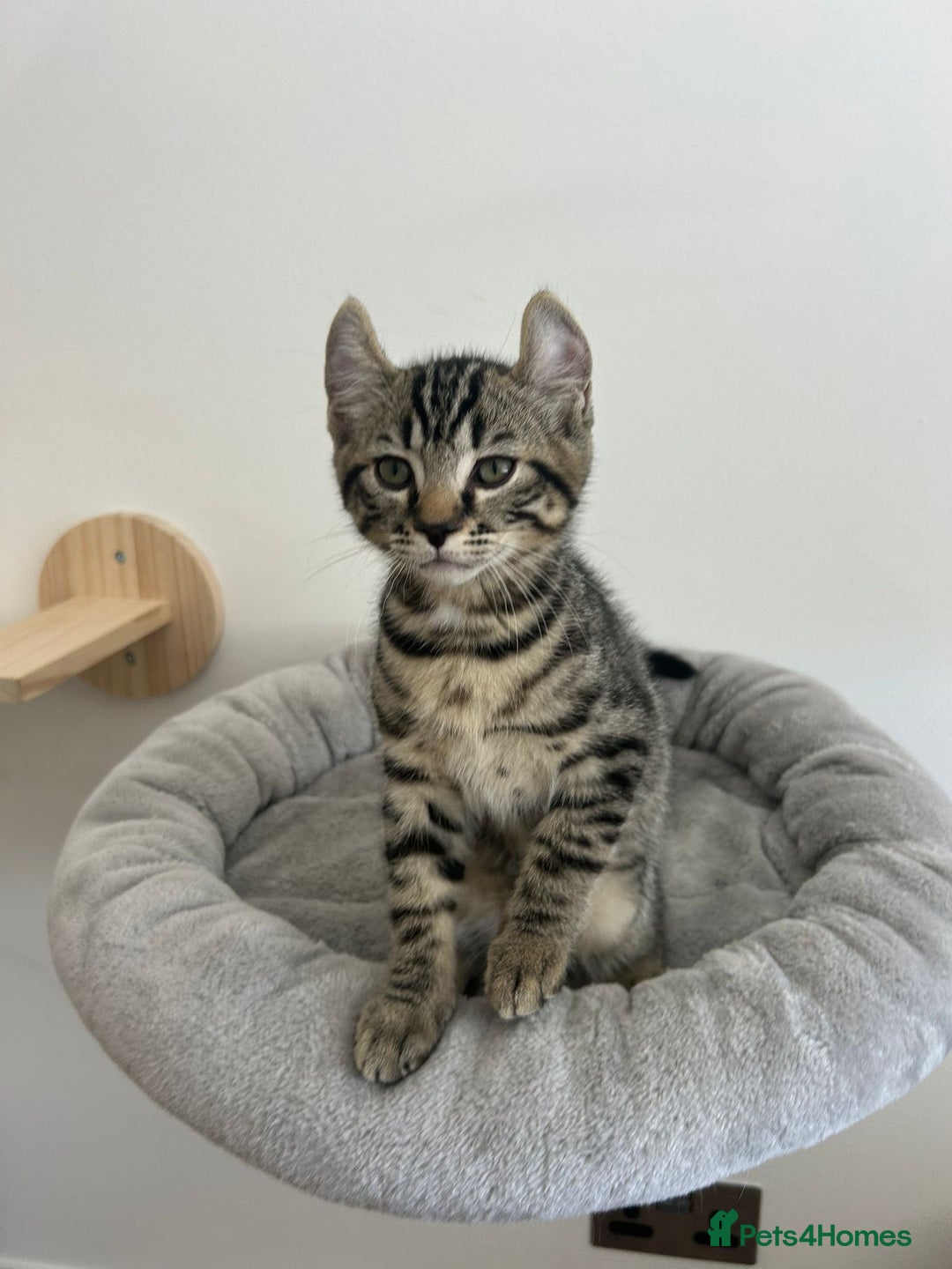Scottish Fold cats for sale: Reduced, Ready now Last 1 rare jungle curl kittens - Image 29