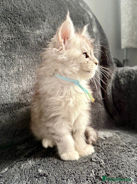 Maine Coon cats 🐾 TICA-Registered Maine Coon Kittens🐾 - Advert 9