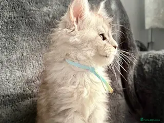 Maine Coon cats 🐾 TICA-Registered Maine Coon Kittens🐾 - Advert 9