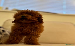 Toy Poodle dogs for sale: Miniature toy poodle boy  - Image 5