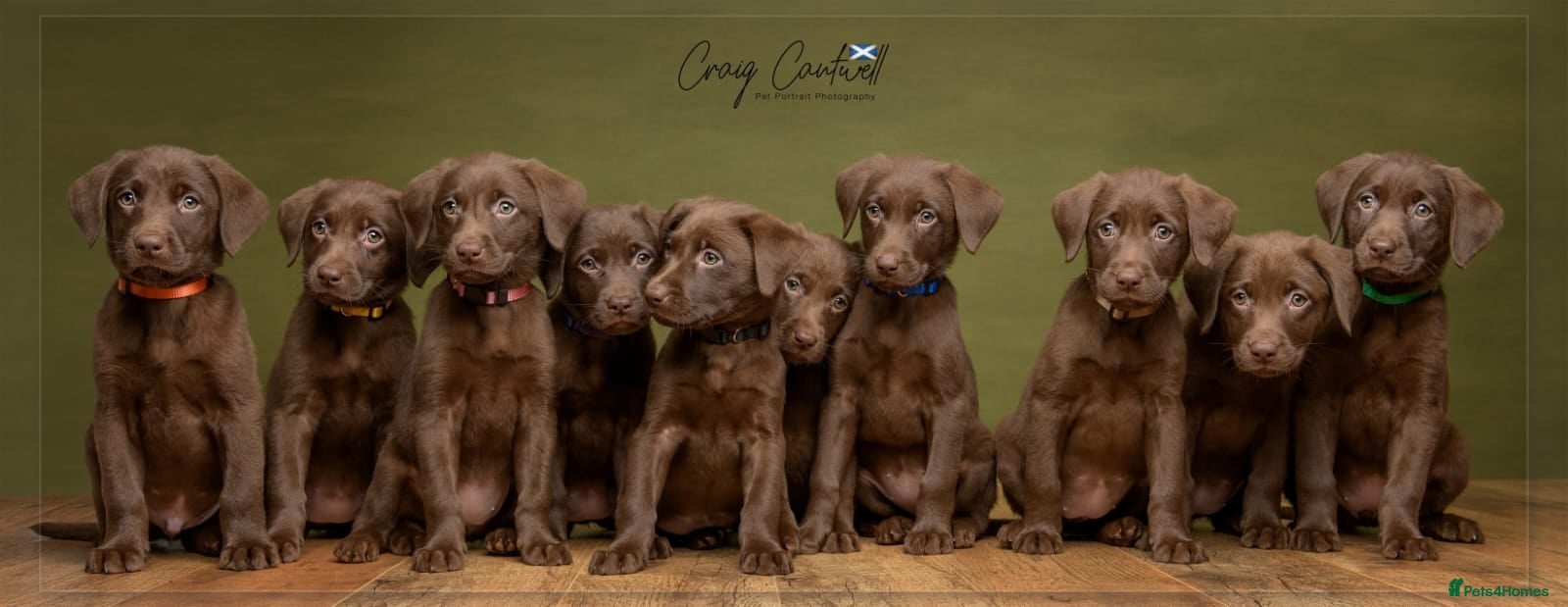 Labrador Retriever dogs KC Registered Chocolate Labrador Pups - Advert 8