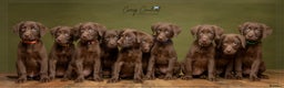 Labrador Retriever dogs for sale: KC Registered Chocolate Labrador Pups - Advert 1