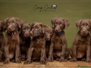 Labrador Retriever dogs KC Registered Chocolate Labrador Girls - Advert 12