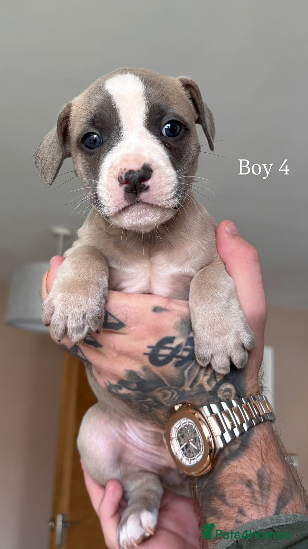 Mixed Breed dogs for sale: 11 gorgeous Staffy x Frenchie pups🤍 - Image 9
