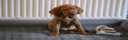 Hungarian Vizsla dogs for sale: Hungarian Vizsla Puppies – Rich Geltwood Heritage - Advert 39