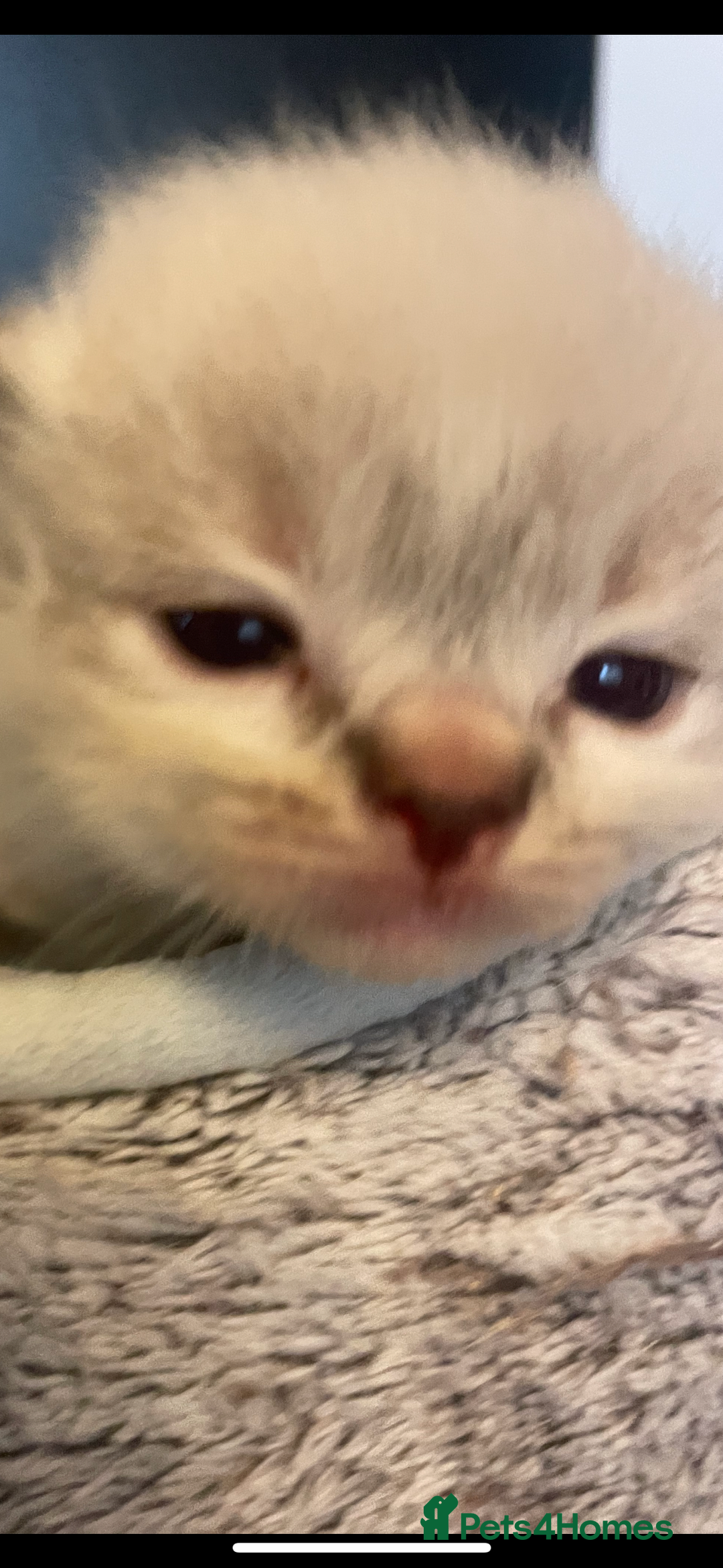 Ragdoll cats for sale: Stunning Ragdoll kittens blue lnyx ready soon  - Image 16