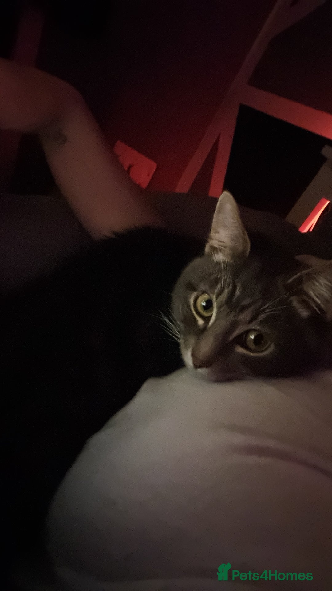 Mixed Breed cats for sale: 10 month old male cat - Advert 3