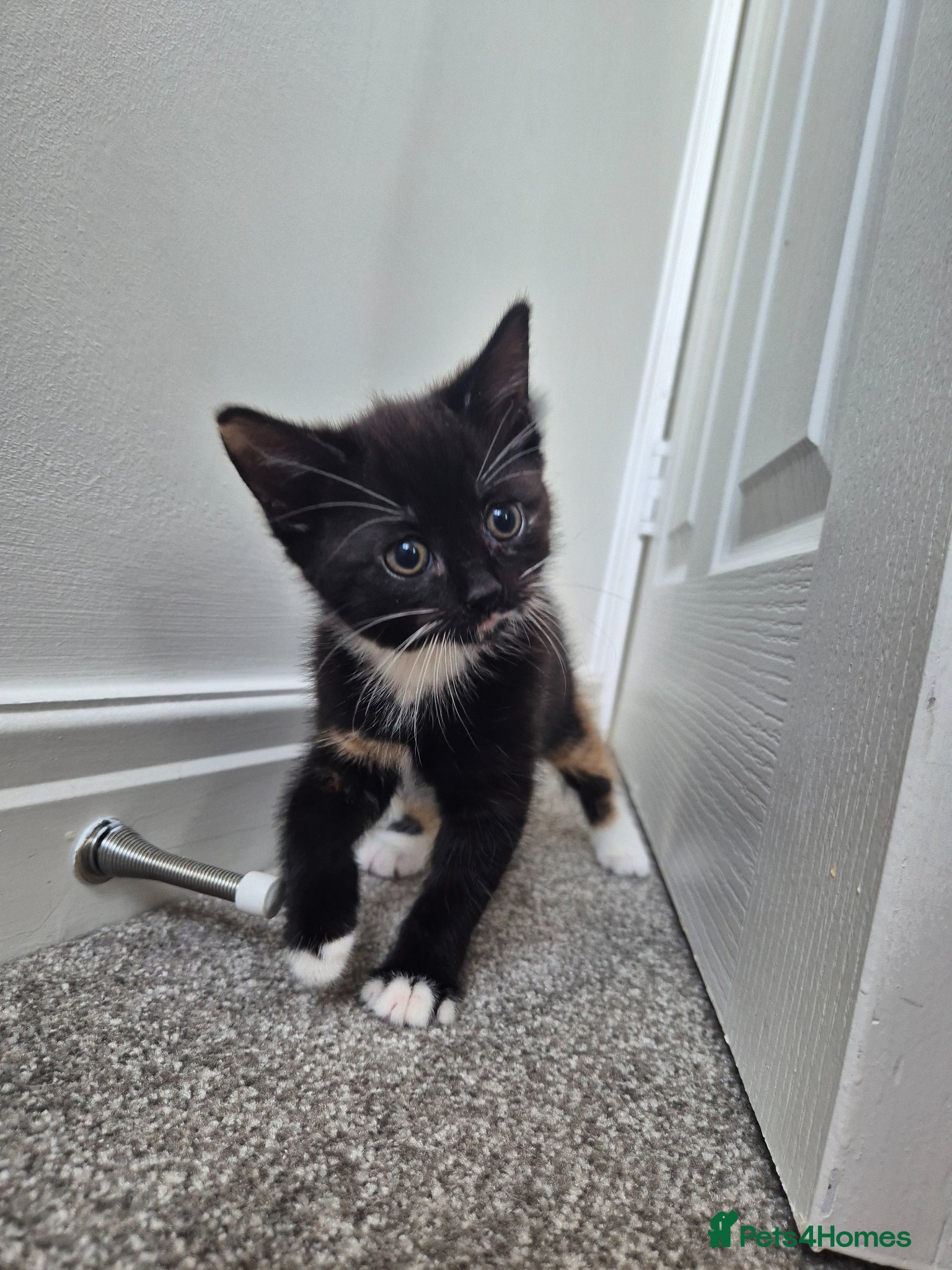 Mixed Breed cats Tri-Colour Girl Kitten – Ready Now 🐾 - Advert 10