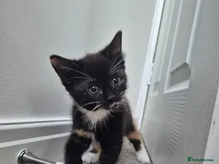 Mixed Breed cats Tri-Colour Girl Kitten – Ready Now 🐾 - Advert 13