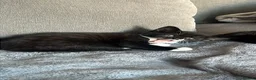 Mixed Breed cats for sale: Mixed litter ready for their forever home in Blandford Forum - Advert 6