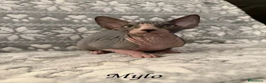 Mylo