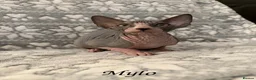 Sphynx cats for sale: 🐾TICA REGISTERED SPHYNX - LOVING HOMES SOUGHT 🐾 - Advert 13