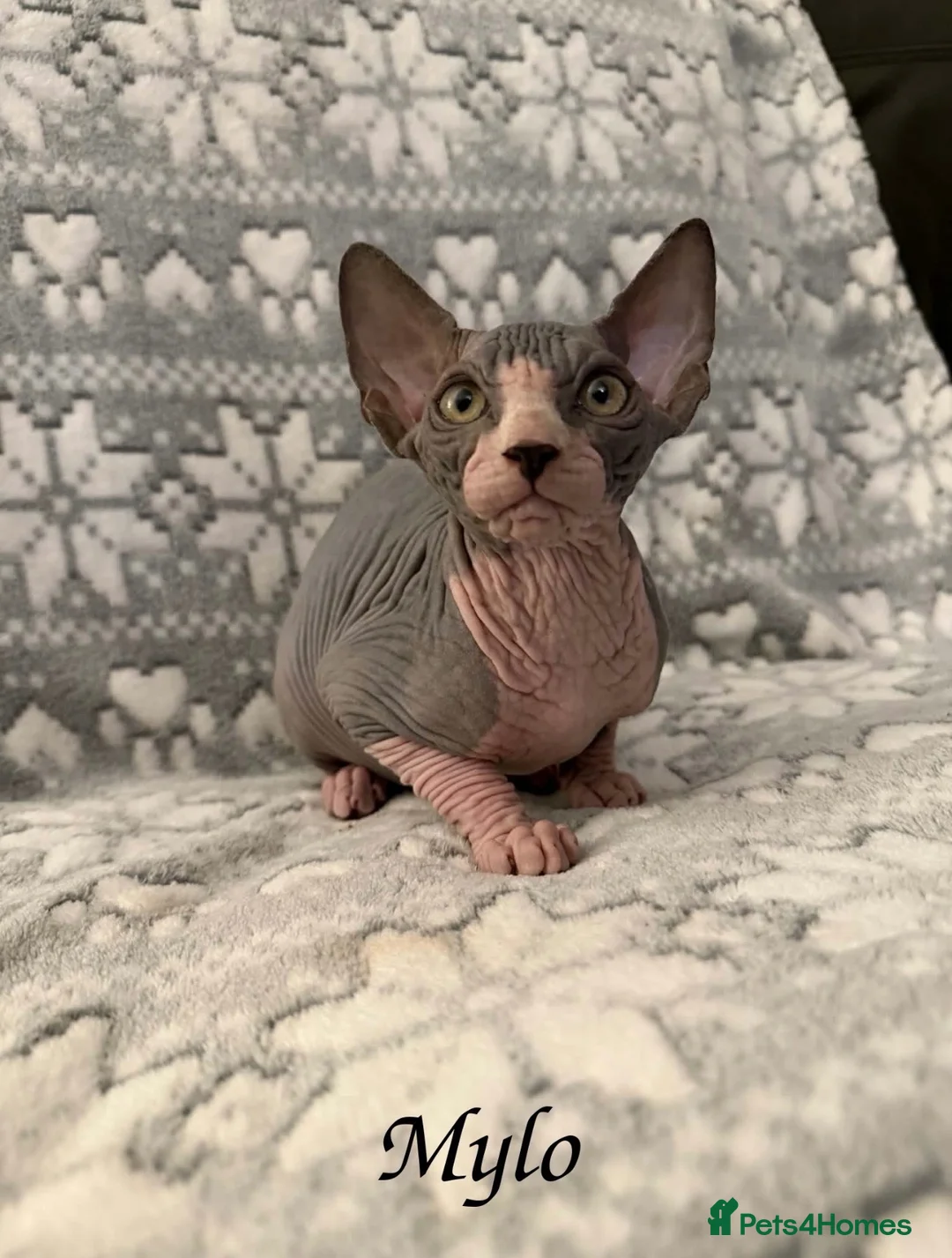 Sphynx cats for sale: 🐾TICA REGISTERED SPHYNX - LOVING HOMES SOUGHT 🐾 - Advert 13