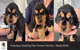 Cocker Spaniel dogs for sale: KC & HEALTH TESTED CHOC SABLE PUPS - Image 1