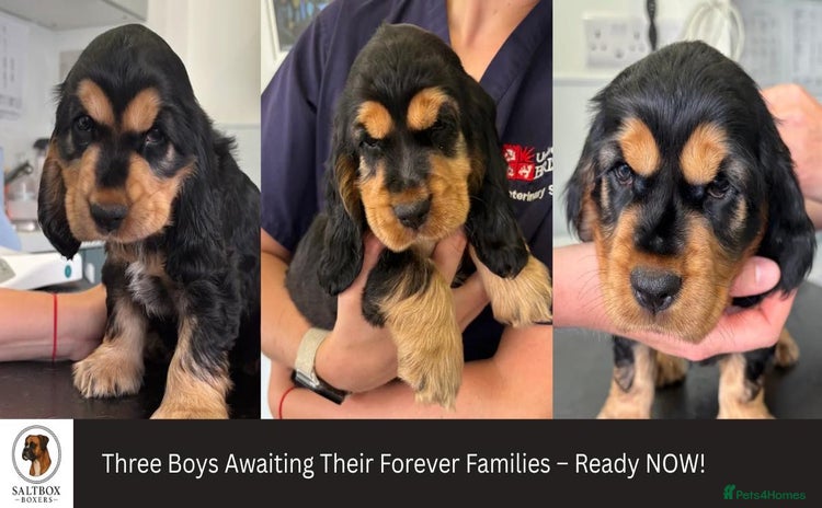 Cocker Spaniel dogs - Advert 5