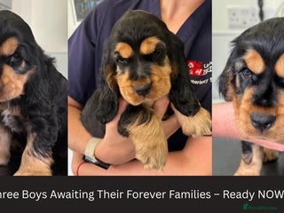 Cocker Spaniel dogs - Advert 30