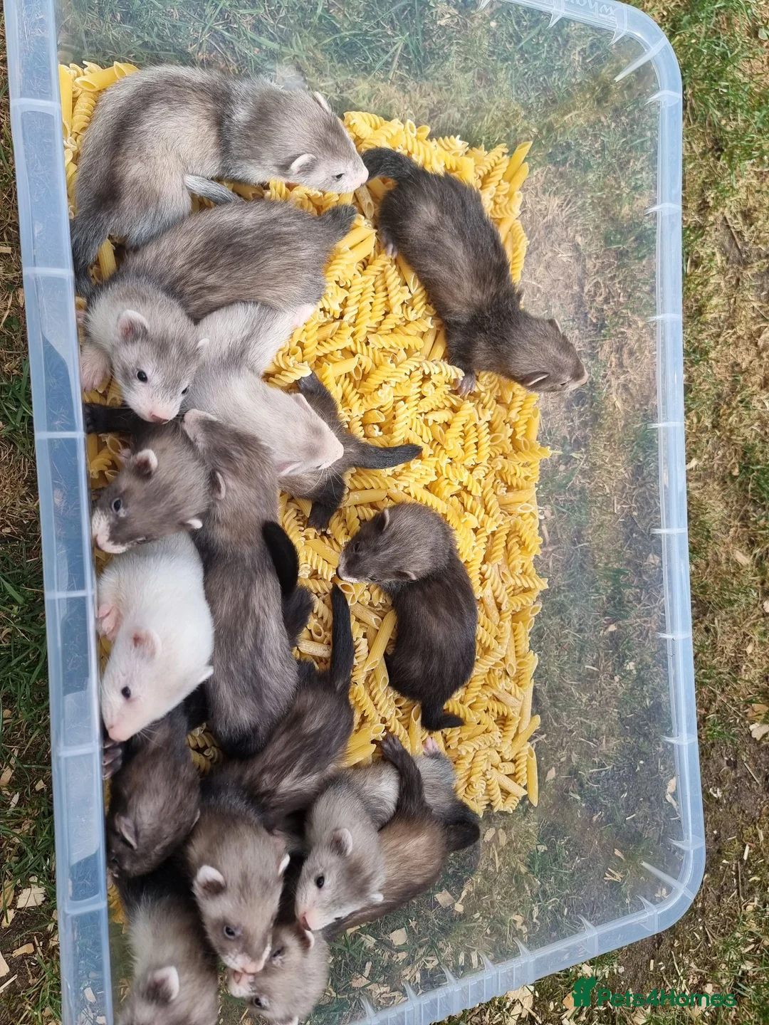 Ferret rodents for sale: Black x silver EU jill crossed with buff hob kits  in Selkirk - Advert 2