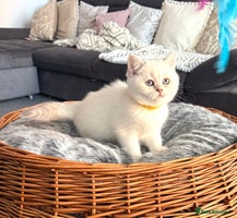 Scottish Fold cats 😻Pure breed Stunning Scottish straight angels 😻 - Advert 4