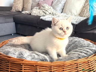 Scottish Fold cats - Advert 1